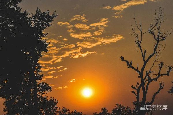 高清摄影 夕阳下的树影轮廓