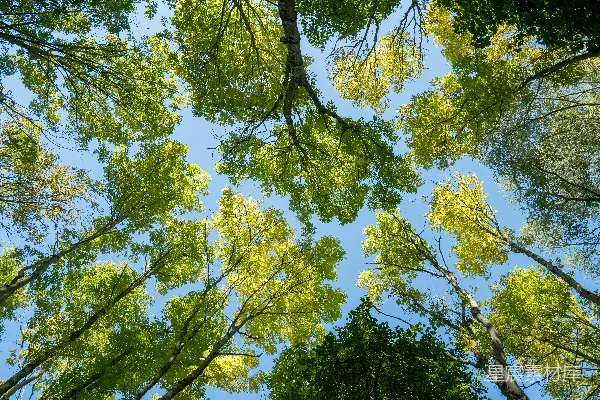 高清摄影 凝视着森林中树木的树顶