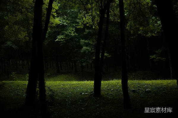 高清摄影 暗林中有一个阳光照射的小径和树木。
