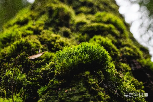 高清摄影 森林中一棵树干上的青苔覆盖物