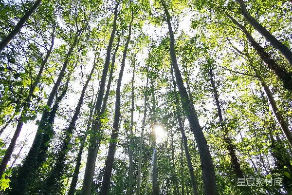 高清摄影 白天低角度拍摄的绿色树木
