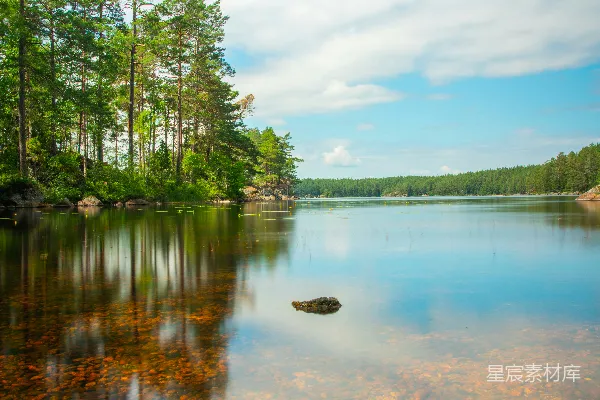 高清摄影 围绕着树木的水域