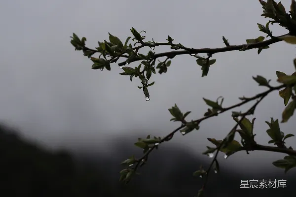 高清摄影 倾斜镜头下的绿叶