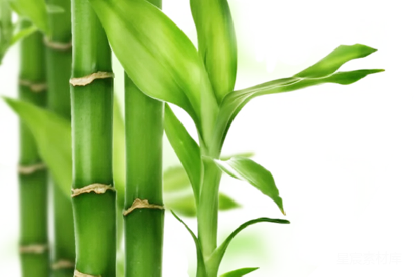 元素素材 竹子