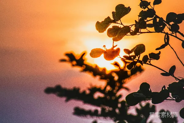 高清摄影 树梢后太阳正在落下