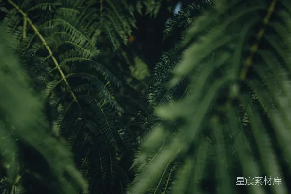 高清摄影 绿色蕨类植物的近景摄影