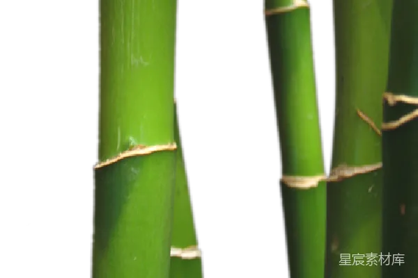 元素素材 竹子