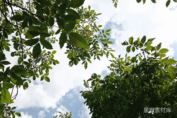 高清摄影 树梢间窥视的天空