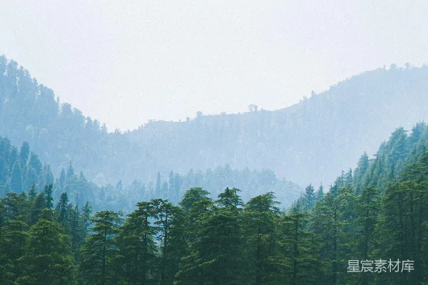 高清摄影 一群牛在绿色的田野上吃草
