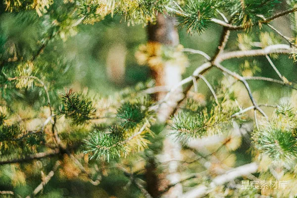 高清摄影 一棵松树的特写镜头，背景模糊。