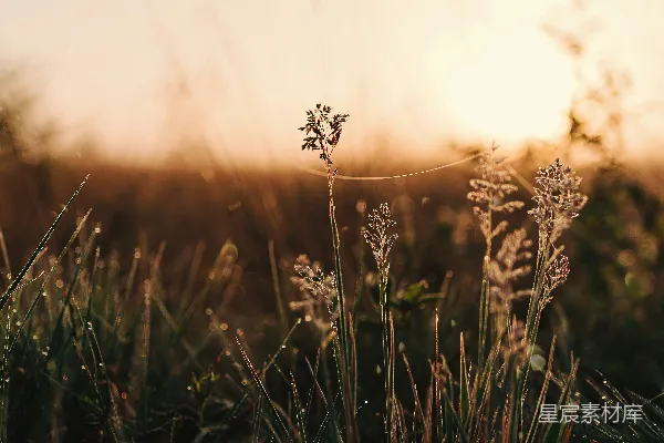 高清摄影 背景中夕阳下的草地
