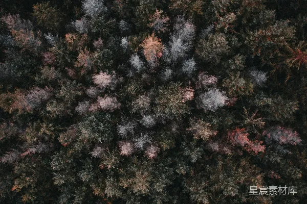 高清摄影 树的 aerial 视角