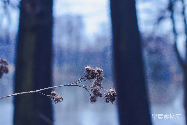 高清摄影 树干的特写，背景中有水面。