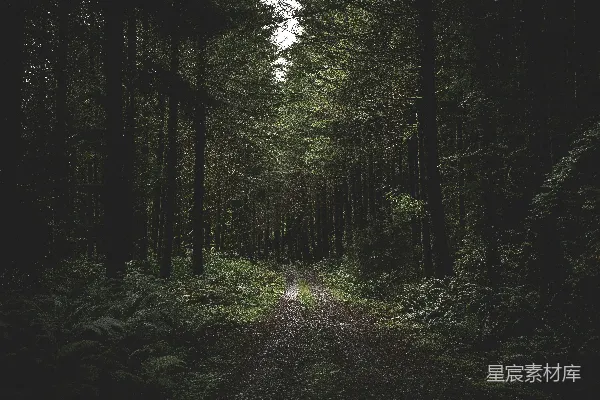 高清摄影 树间清除道路