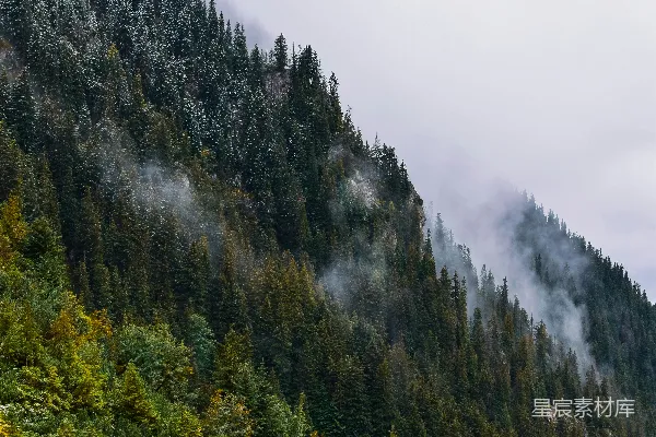 高清摄影 山上长着树木