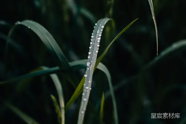 高清摄影 带水珠的绿色植物