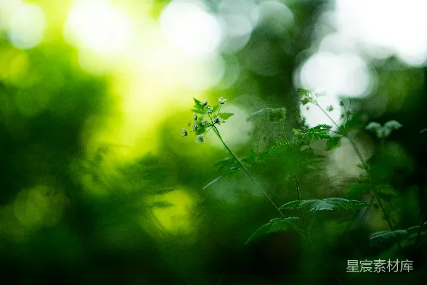 高清摄影 一些草的特写镜头