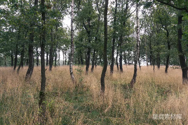 高清摄影 绿草和褐草地场
