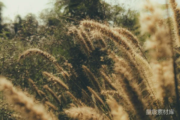 高清摄影 背景中的高草丛和几棵树