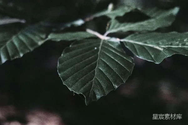 高清摄影 树梢上挂着的一片绿叶