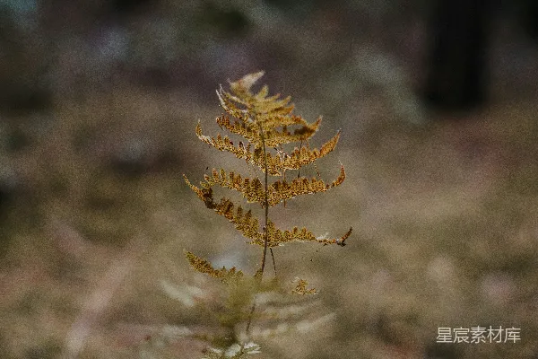 高清摄影 森林中一朵黄色的花