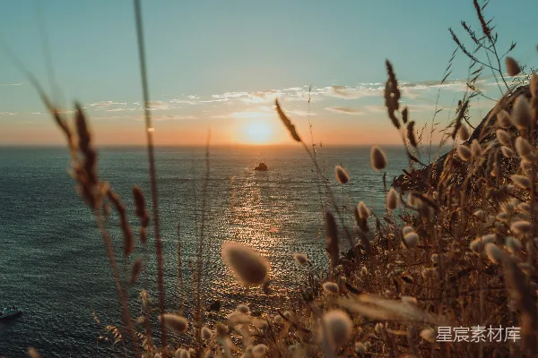 高清摄影 夕阳下近水边的褐色草丛