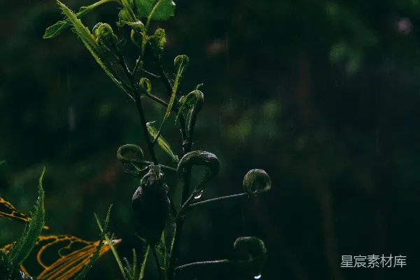 高清摄影 倾斜镜头下的绿色植物
