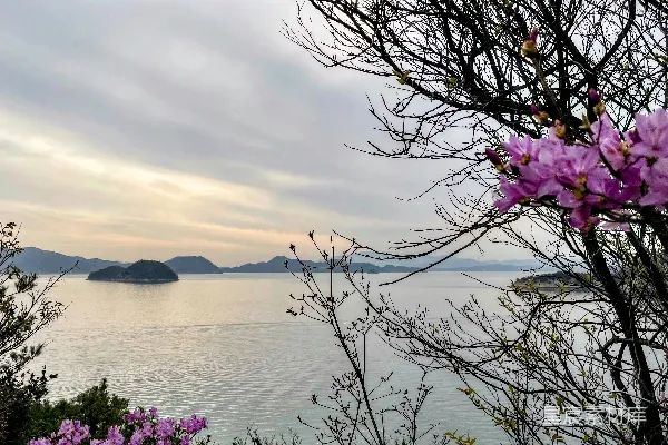 高清摄影 前景中有一片水域，水面上开满了紫色的花朵的景象。