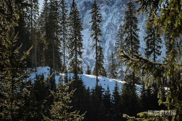 高清摄影 覆盖着白雪的山峦环绕着松树