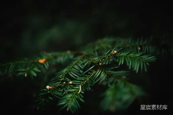 高清摄影 近景摄影中的绿色叶片