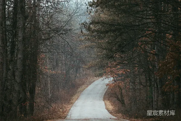 高清摄影 路在树之间的白天