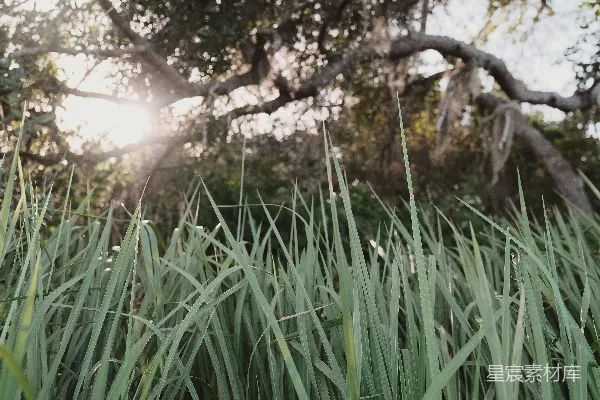 高清摄影 白天绿色草地旁边有棕色的树木的地方