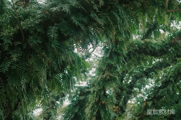 高清摄影 树干上悬挂着一个鸟食器