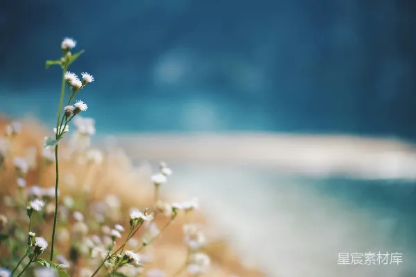 高清摄影 白睡莲在盛开中
