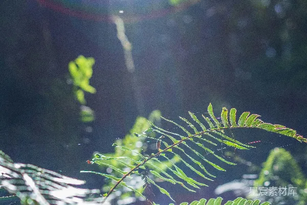 高清摄影 白天生长的绿蕨类植物