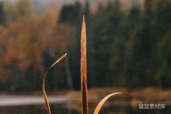 高清摄影 近处植物的特写镜头靠近一片水域