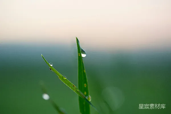 高清摄影 植物的特写镜头