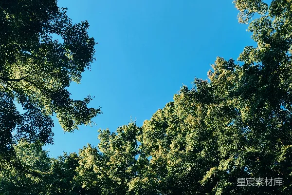 高清摄影 一群树木，背景是蓝天。