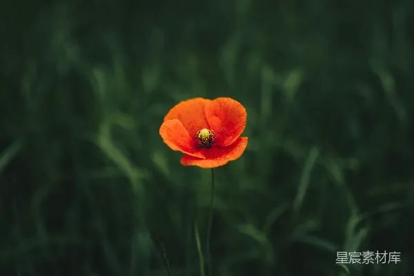 高清摄影 绿草中的橙花