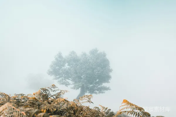 高清摄影 满是树木的雾林