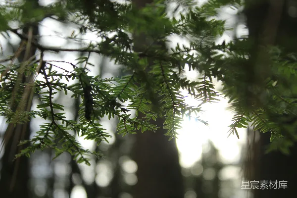 高清摄影 一棵长有绿叶的树
