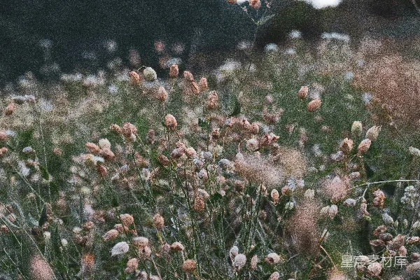 高清摄影 一片花海
