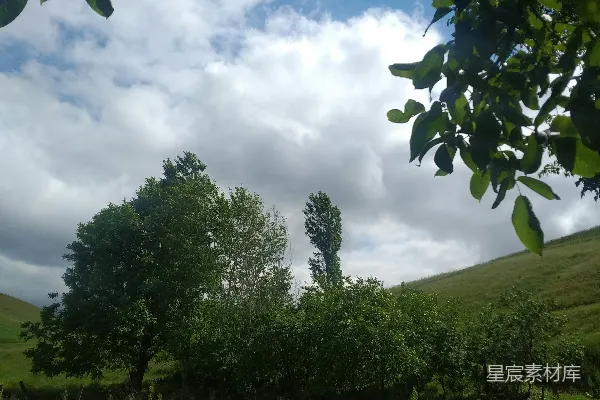高清摄影 一片长满草的田野，树木点缀其间