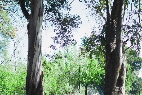 高清摄影 几棵挨着的大型树木