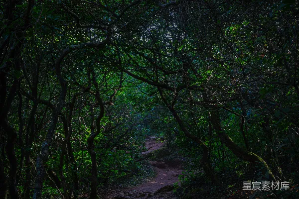 高清摄影 森林中一条尘土飞扬的小径