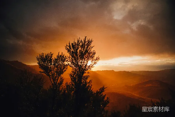 高清摄影 夕阳下的树影轮廓
