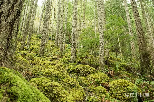 高清摄影 棕色树干上的绿色苔藓