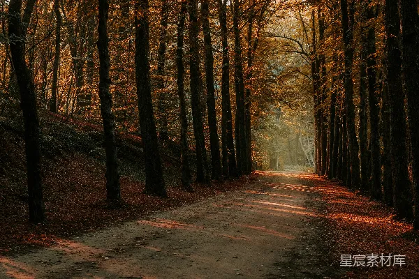 高清摄影 树间白天的褐色路径
