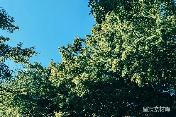 高清摄影 一群挨在一起的树