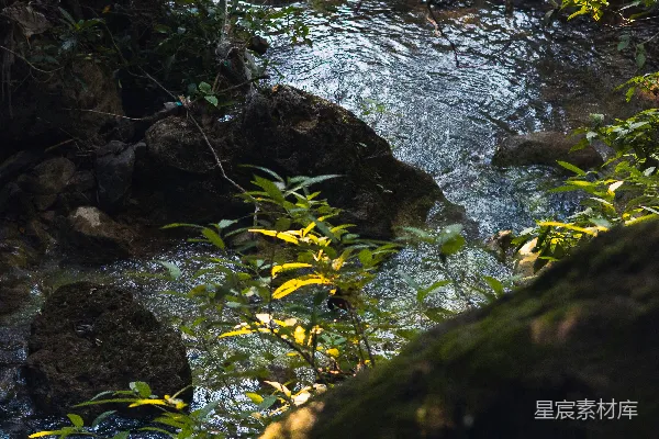高清摄影 一条流淌在茂密绿色森林中的溪流